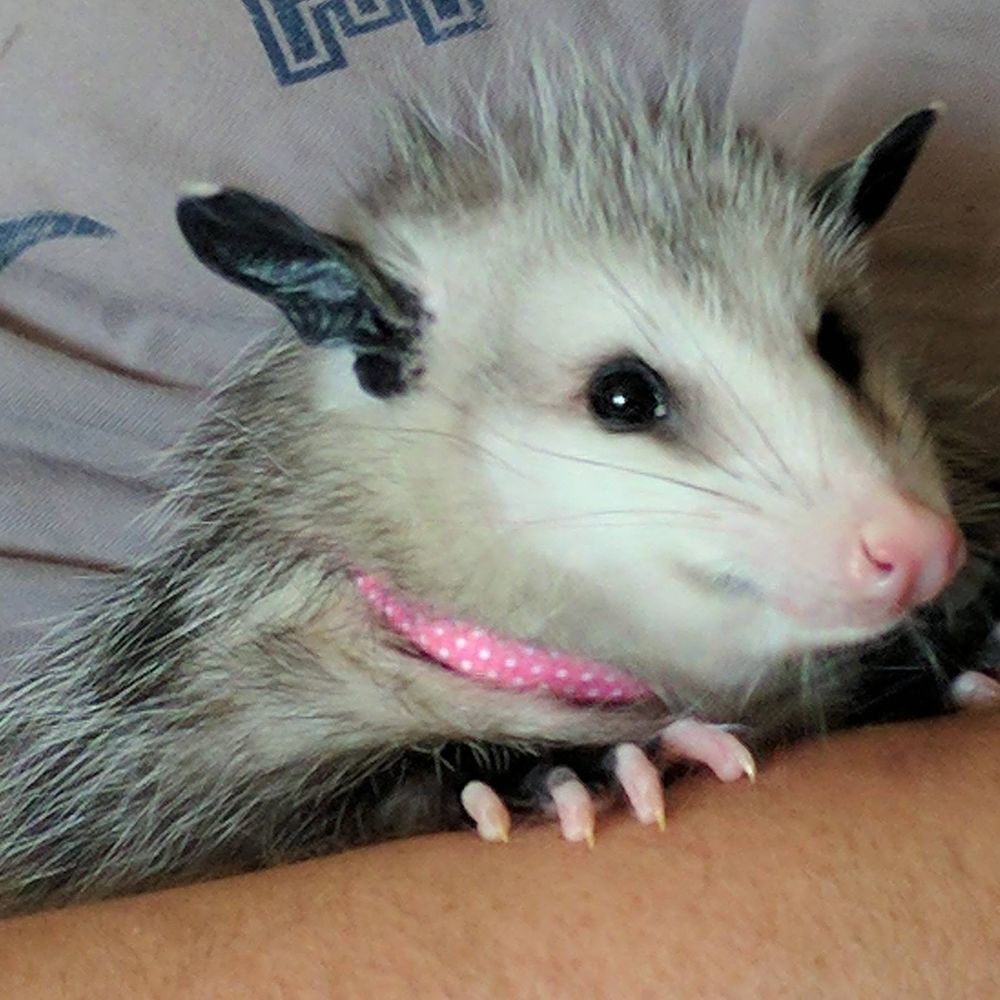 Meet your Posher, Patrick
